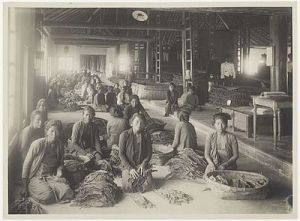 Buruh perempuan di perkebunan tembakau di Jawa 1920